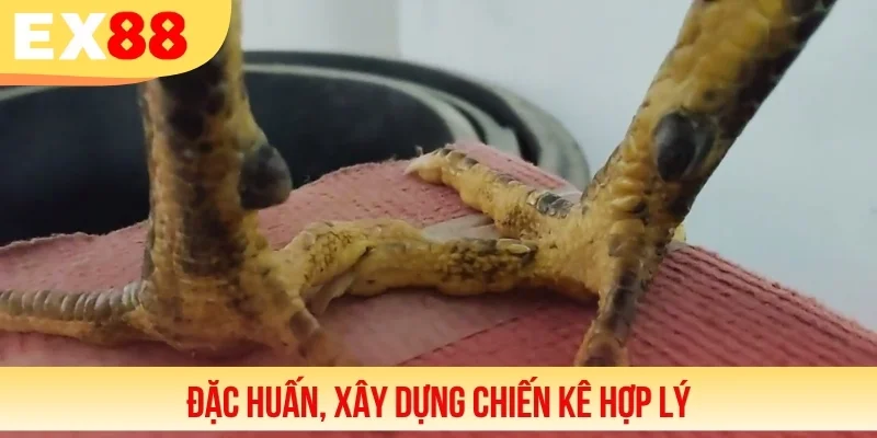 Đặc huấn, xây dựng chiến kê hợp lý