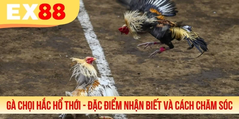 Gà Chọi Hắc Hổ Thới - Đặc Điểm Nhận Biết Và Cách Chăm Sóc